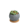 Gray speckled ceramic planter with wooden saucer designed for succulents in a stylish modern design
