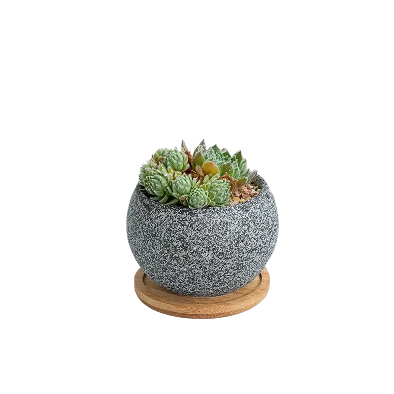 Gray speckled ceramic planter with wooden saucer designed for succulents in a stylish modern design