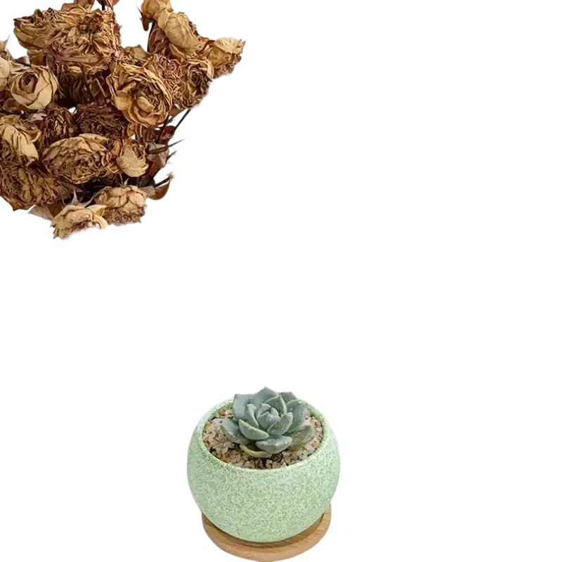 Lavender speckled ceramic planter with wooden saucer holding green succulent plant for indoor decor