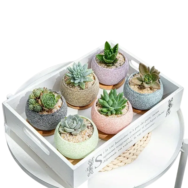 Six colorful pastel ceramic planters with textured design and wooden saucer for succulents on white tray