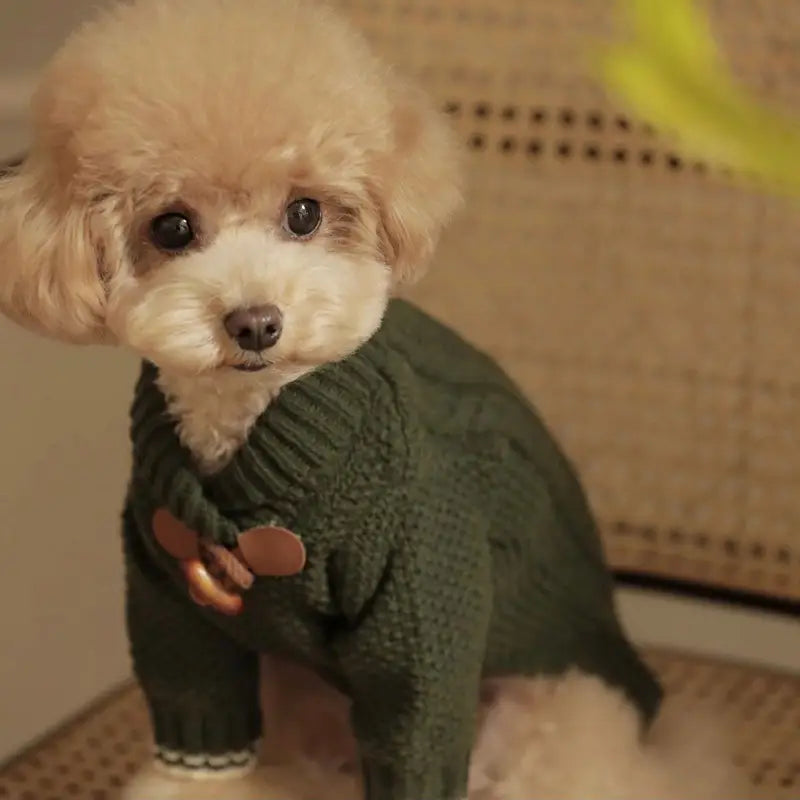 A fluffy cream-colored poodle wearing a dark green knitted dog sweater with brown button details for pet winter apparel.
