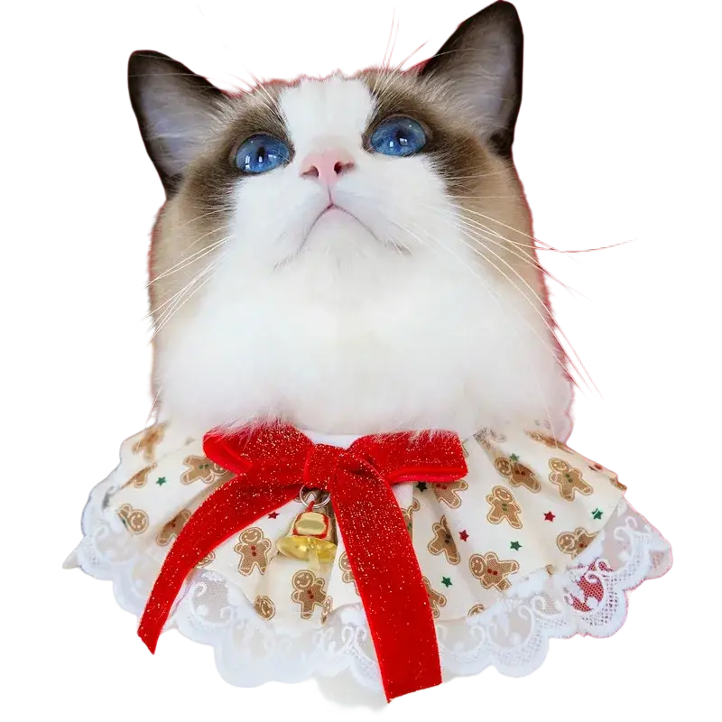 Christmas dog collar featuring a festive gingerbread lace collar with a red velvet bow and a small golden bell