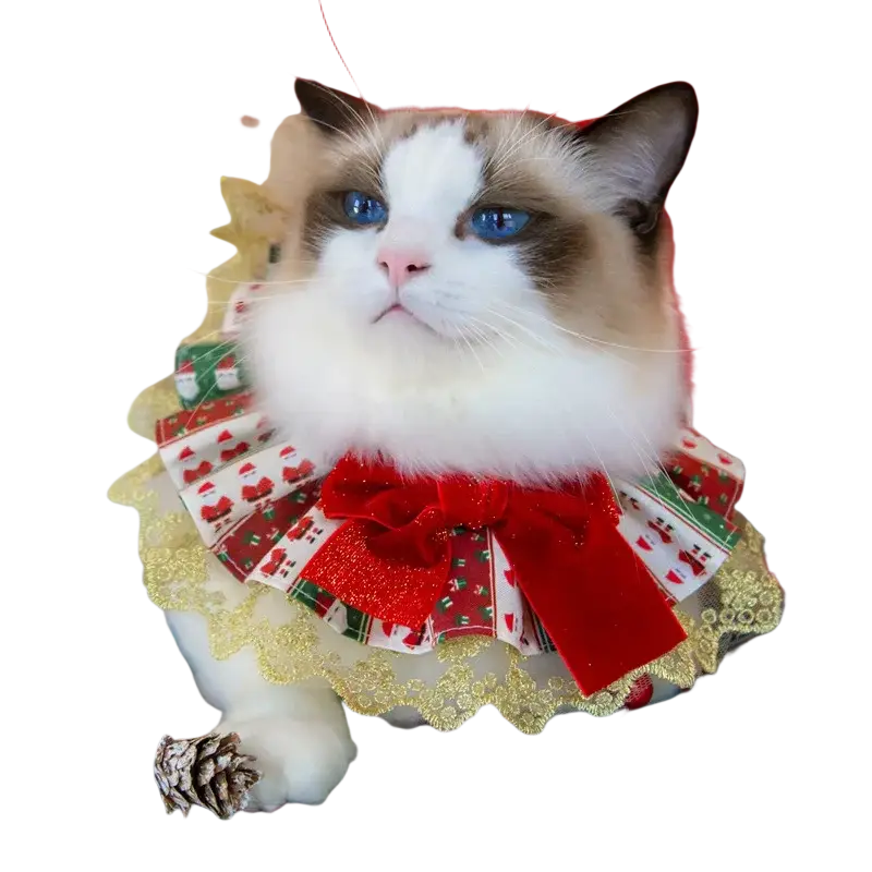 A fluffy ragdoll cat wearing a festive christmas dog collar with red green fabric gold lace trim and red velvet bow