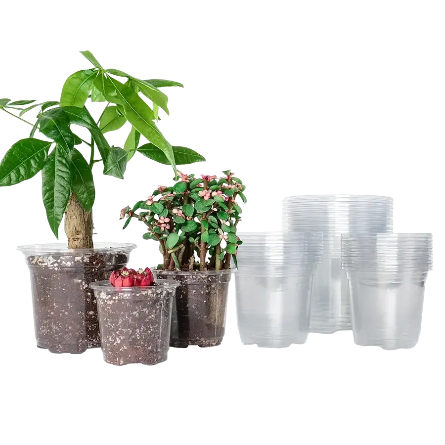 Clear plastic plastic planters with drainage holes 30 pack featuring ribbed base and smooth sides holding small plants