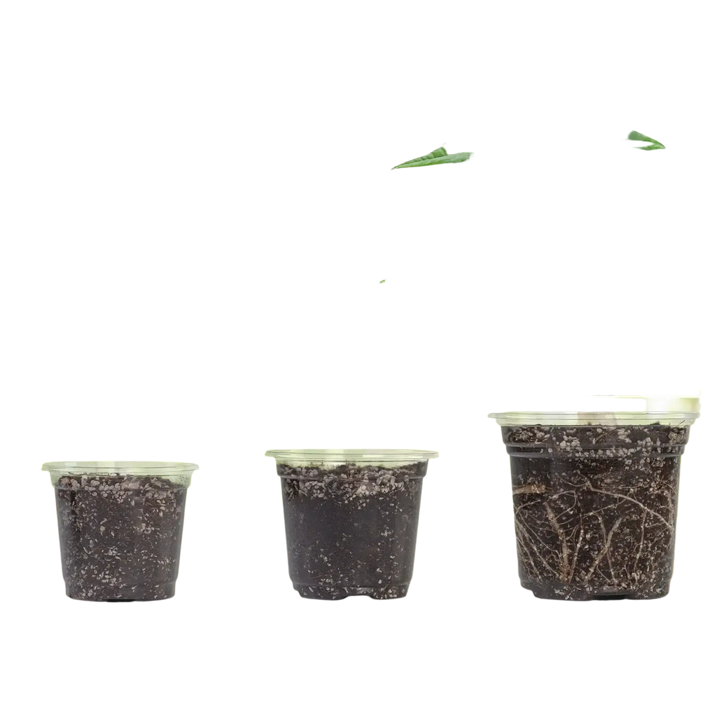 Clear plastic planter with drainage holes 30 pack displaying various sizes filled with soil and small green plants