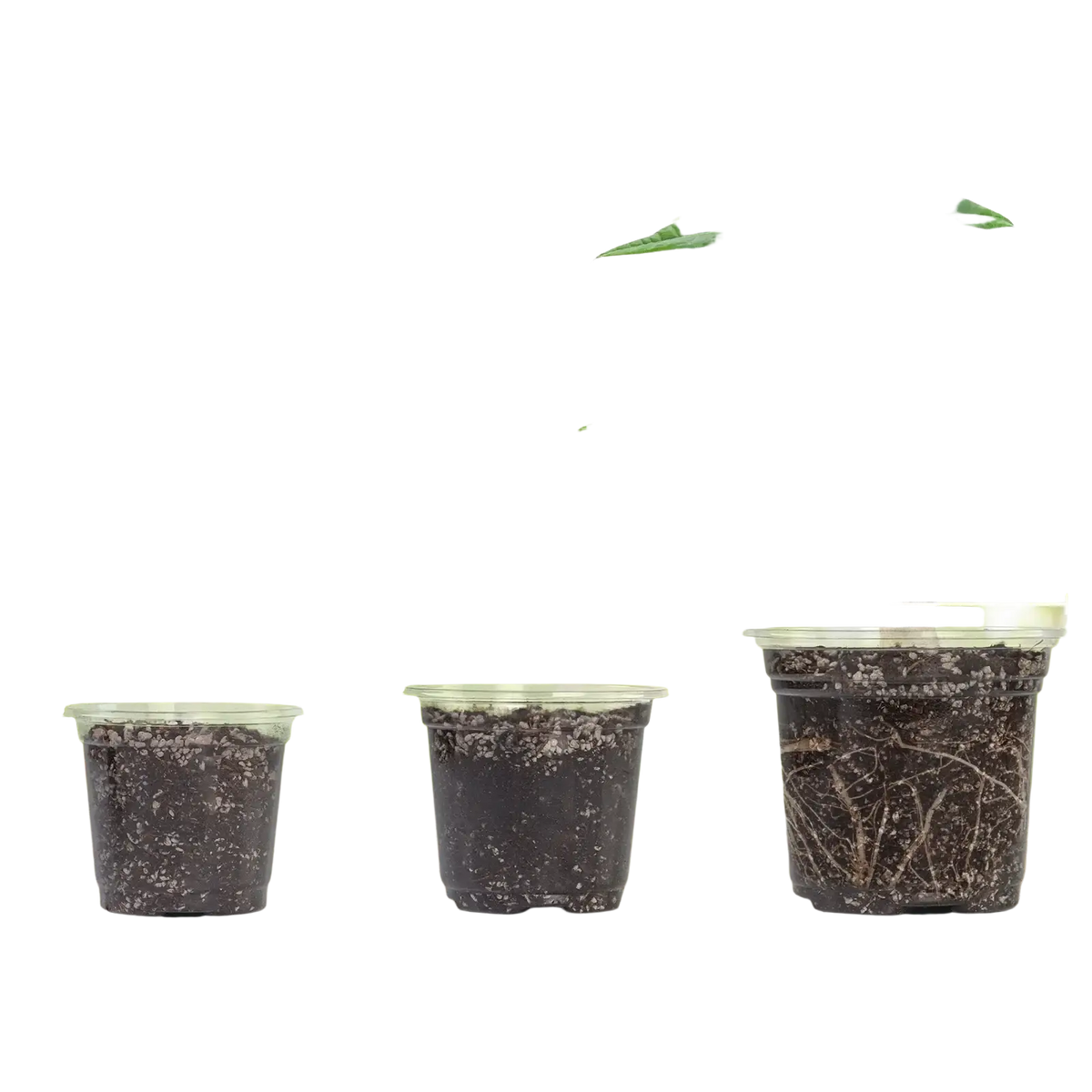 Clear plastic planter with drainage holes 30 pack displaying various sizes filled with soil and small green plants