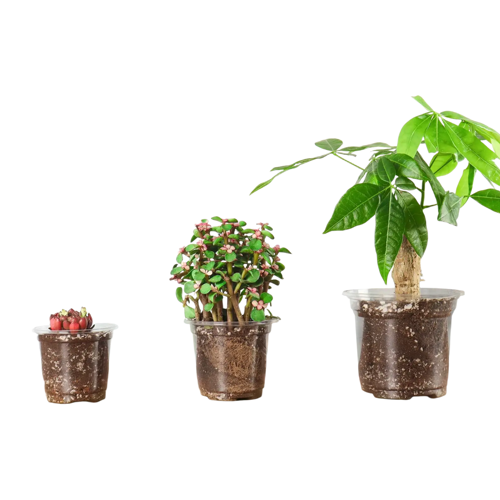 Three clear plastic planters with drainage holes in varying sizes containing different plants and soil