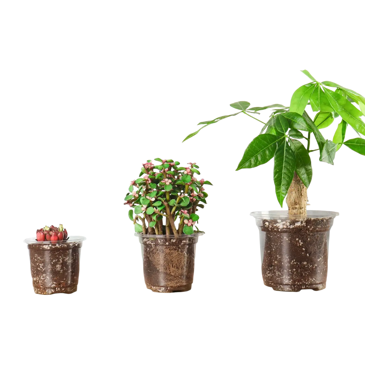 Three clear plastic planters with drainage holes in varying sizes containing different plants and soil