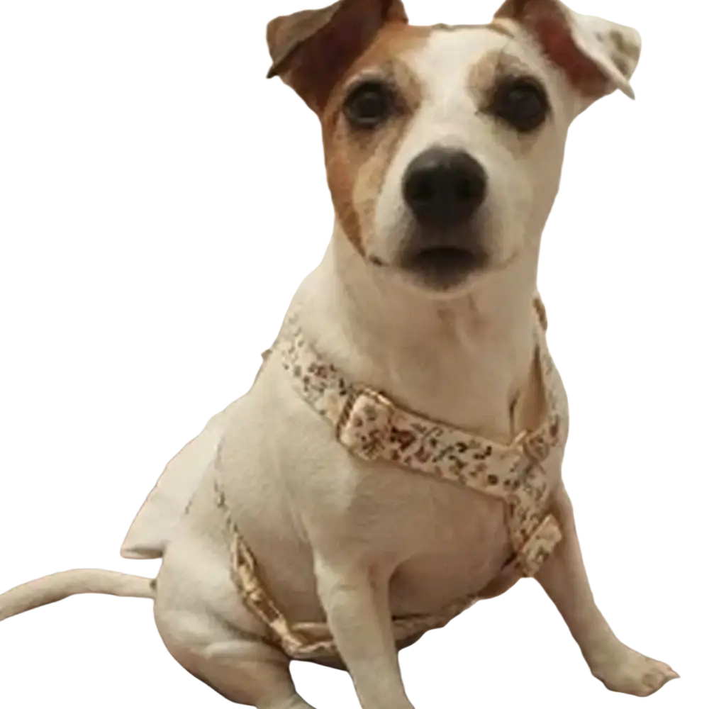 A white and tan jack russell terrier wearing a leopard-print designer personalized dog collar with gold hardware