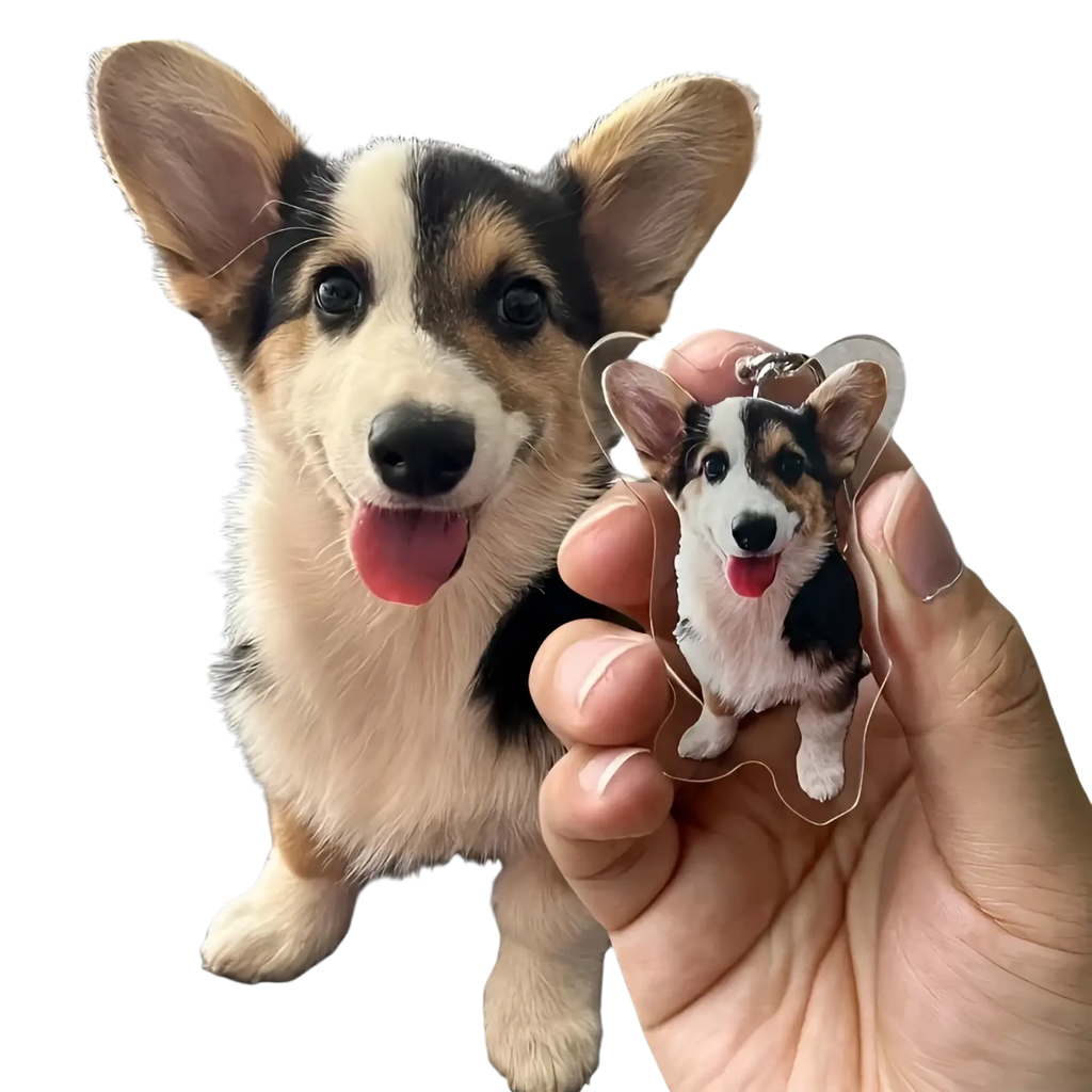 A clear acrylic tri-color corgi keychain with black white and tan markings matching a real dog beside it memorial gift
