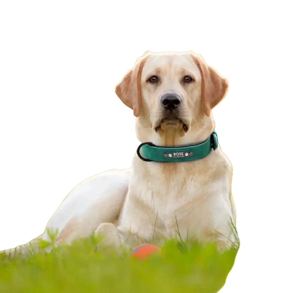 Teal customized leather dog collar with engraved nameplate and paw print customization information visible