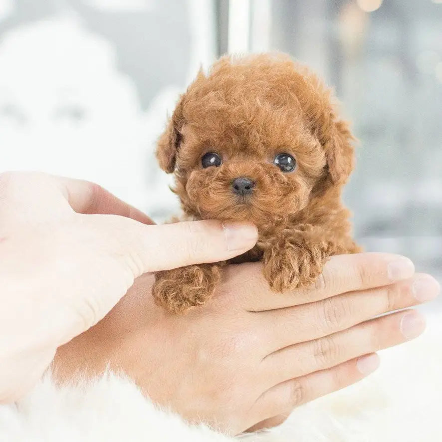 A fluffy light brown interactive plush robot puppy with soft curly fur and sound and music features.