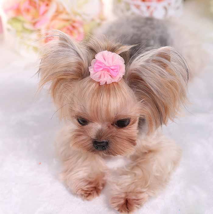 A tiny yorkshire terrier wearing a pastel pink organza bubble hairpin made of delicate fabric as a pet accessory.