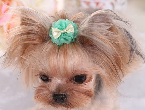A delicate mint green organza bubble hairpin with a cream-colored ribbon accent styled as an ornamental dog hair bow for small pets.
