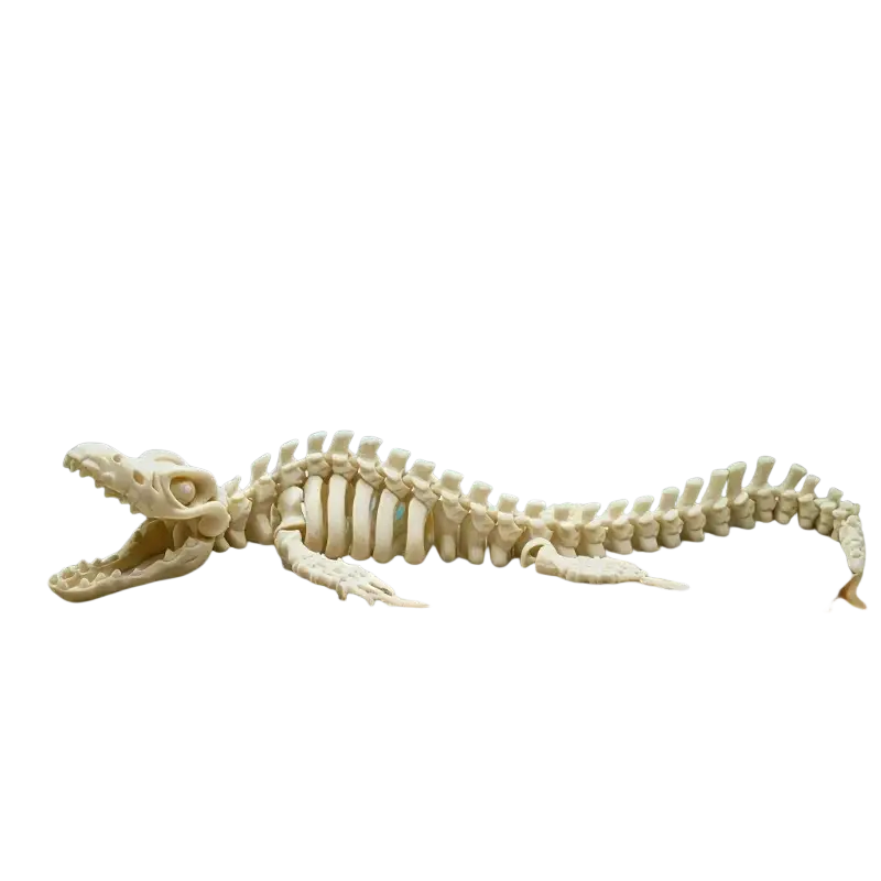 A cream-colored resin dinosaur skeleton aquarium decoration resembling a crocodile skeleton on sandy bottom simulating aquatic landscape