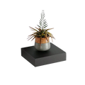 A modern black wood display shelf wall organizer with a two-toned ceramic matte gray planter holding an air plant