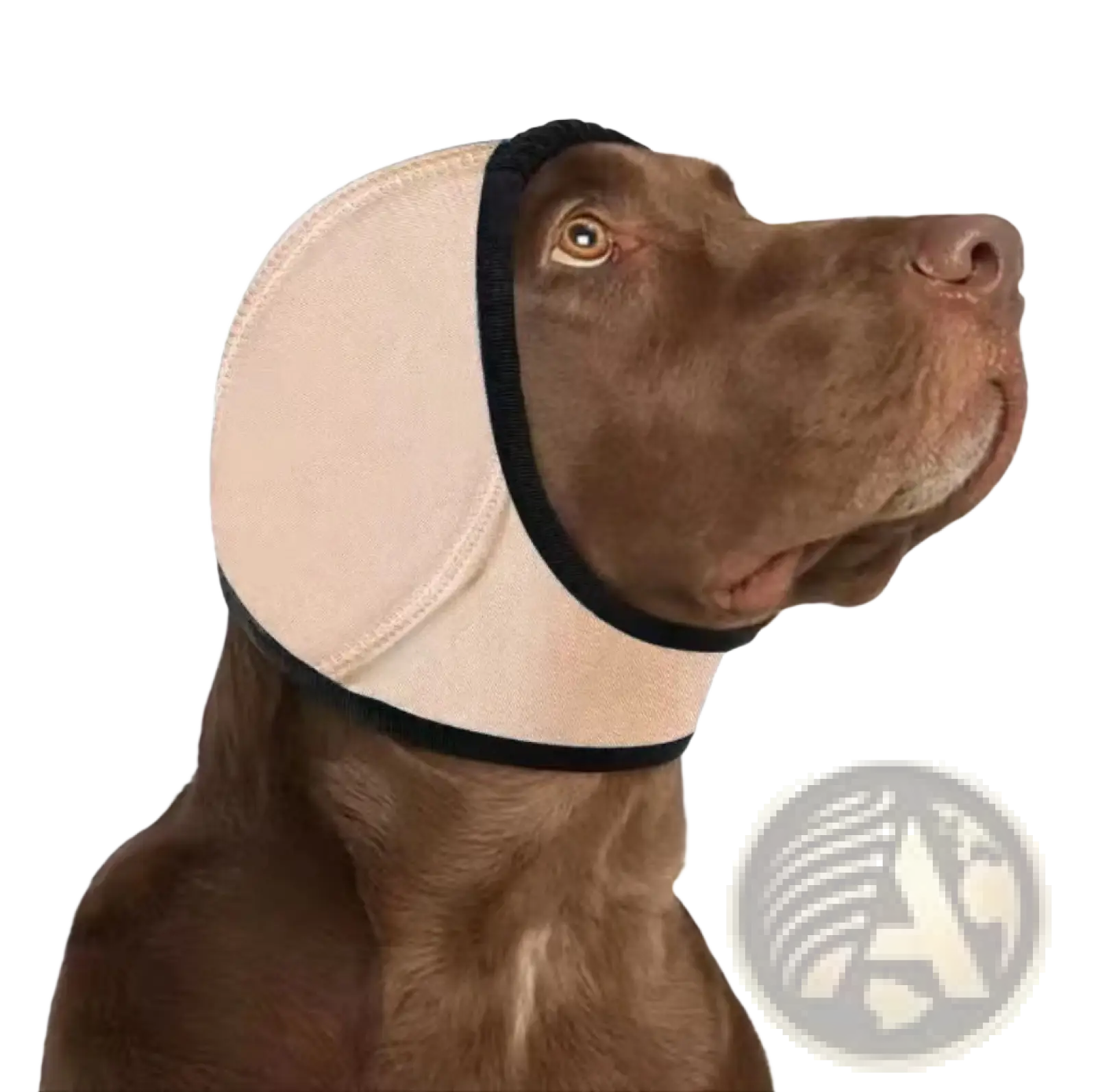 Beige and black padded neoprene dog ear protector with elastic trim designed as a swim cap for ear protection