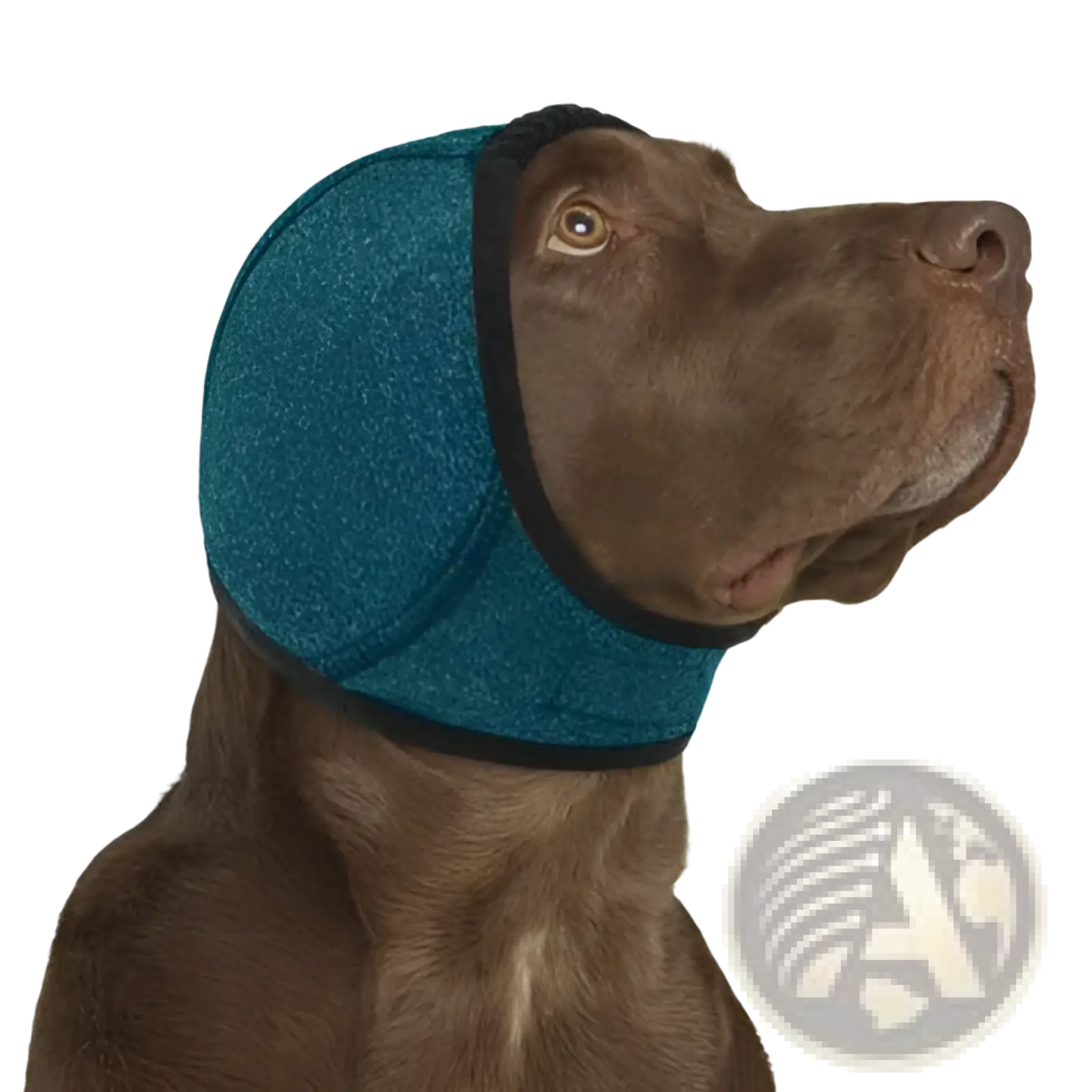 Teal soft-textured neoprene dog ear protector with black trim worn by brown dog for swim cap use