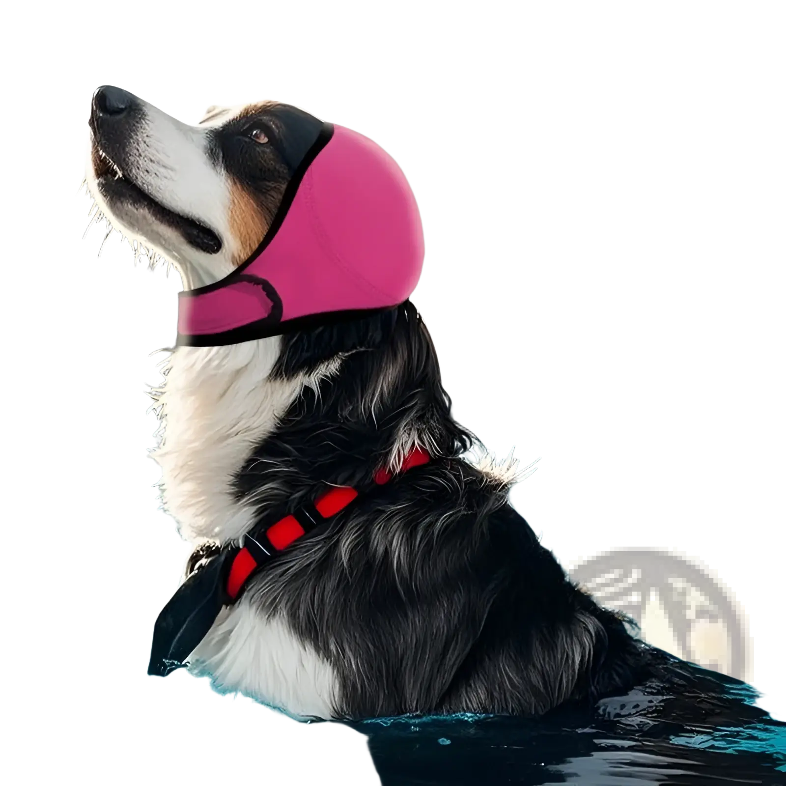 Pink neoprene dog ear protector swim cap with black trim designed as a soothing cover for summer use
