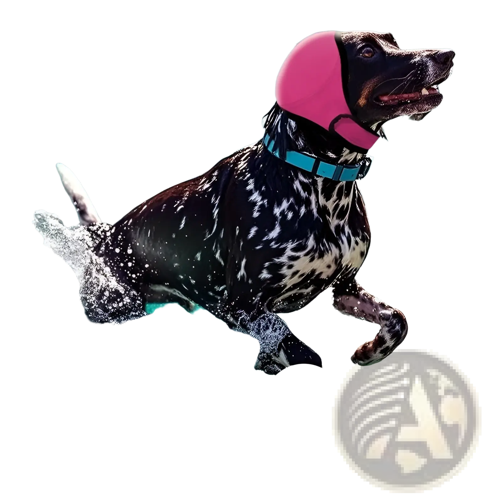 Pink water-repellent neoprene dog swim cap with ear protection shown from the back side for aquatic use