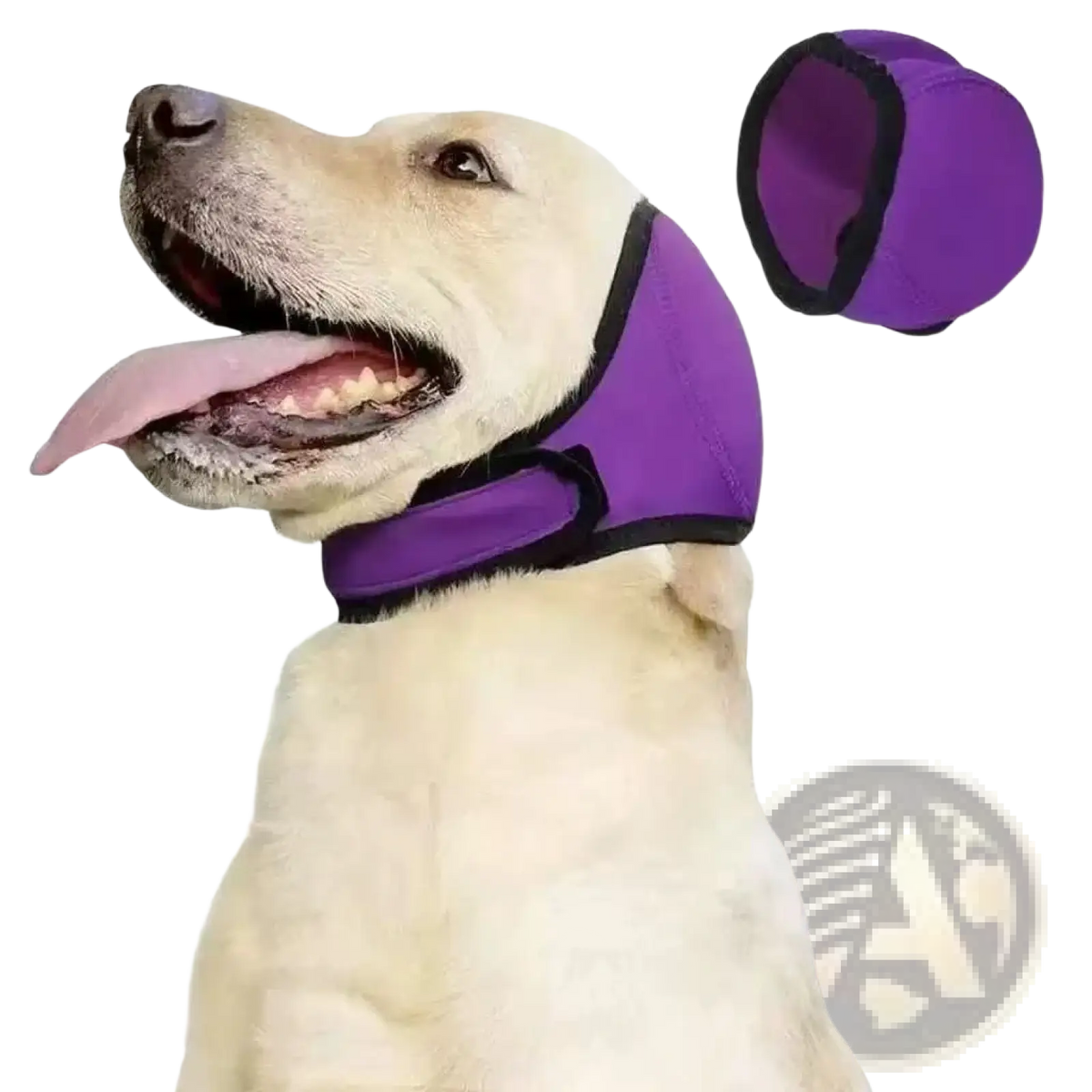 Purple neoprene dog muzzle with black trim designed as a protective swim cap for dog ears