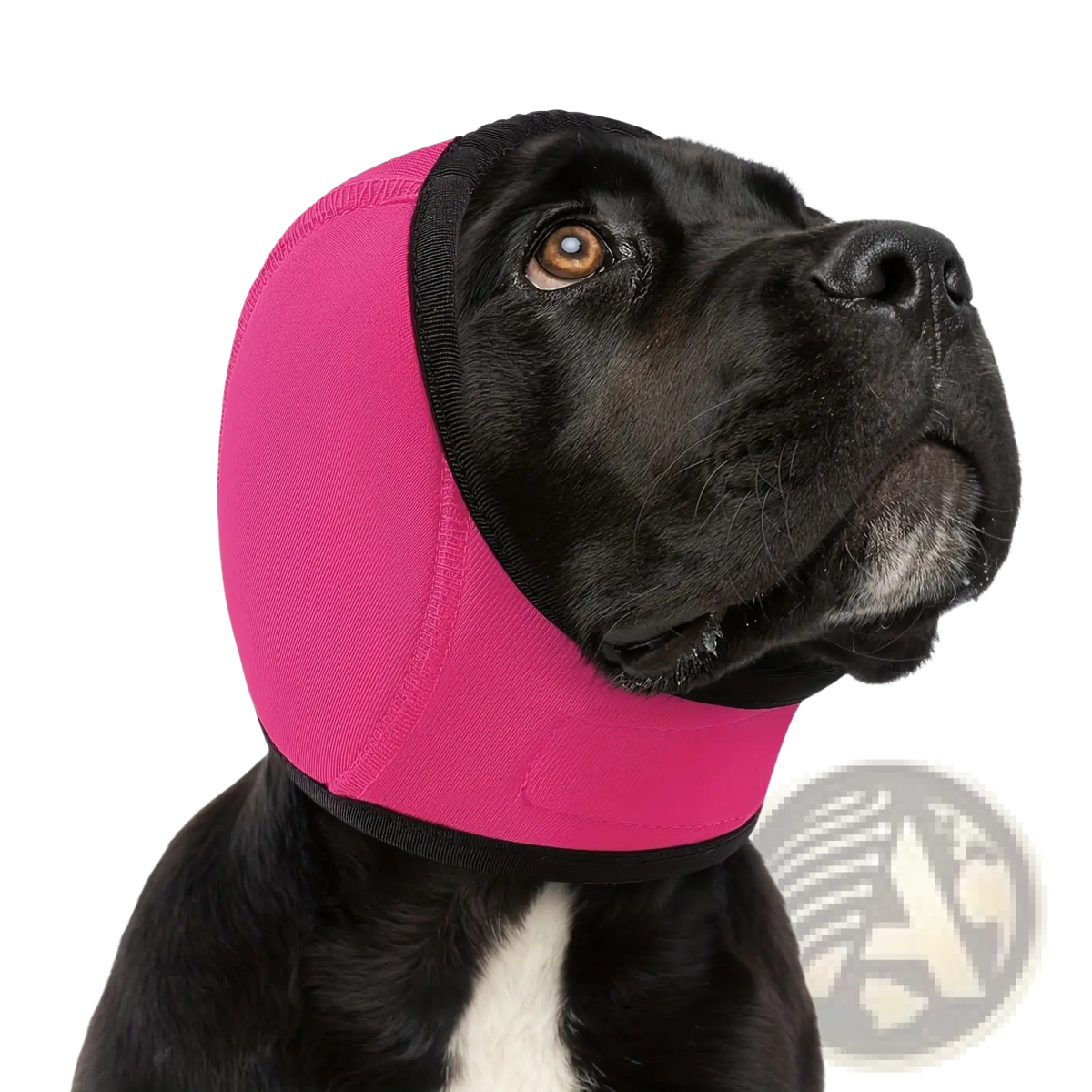 Bright pink neoprene dog ear protector swim cap with black trim and fabric muzzle worn by a dog