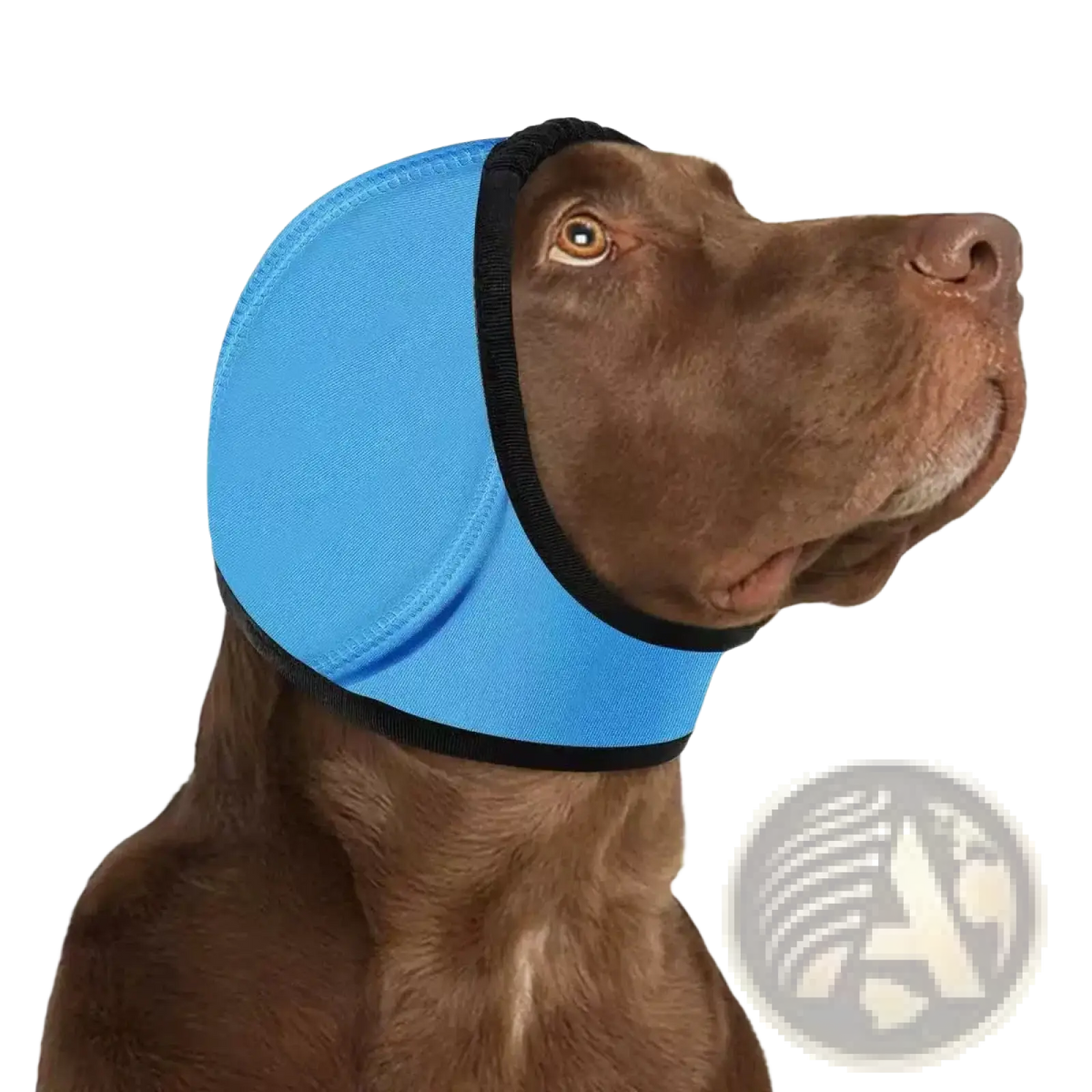 Blue neoprene dog cooling hood with black trim designed as a dog ear protector swim cap