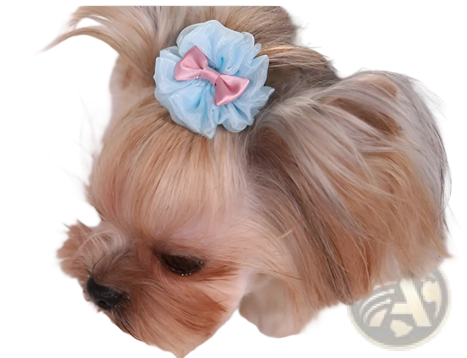 Light blue ruffled organza dog hair bow with small pink satin ribbon accent pastel pet accessory