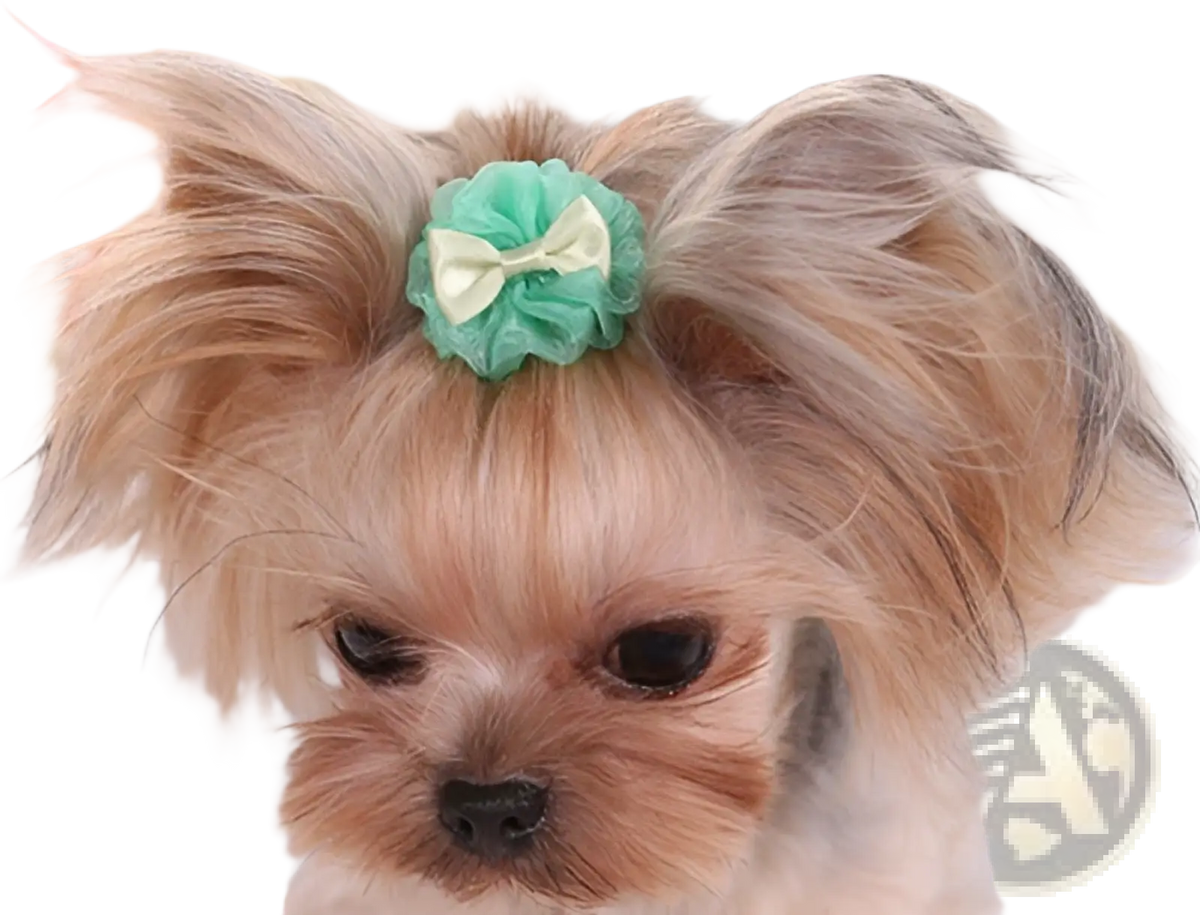 A delicate mint green organza bubble dog hair bow with cream ribbon center on a yorkshire terrier’s head