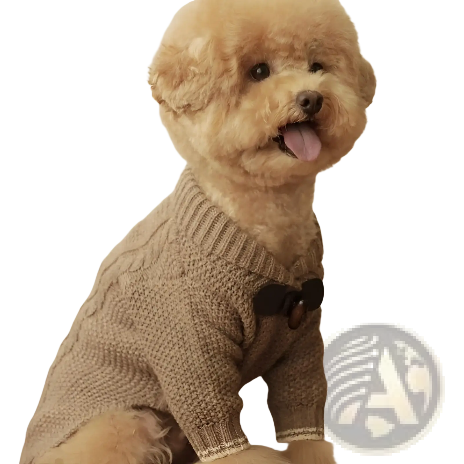 A fluffy tan poodle wearing a beige knitted dog sweater with a black bow tie for pet winter apparel