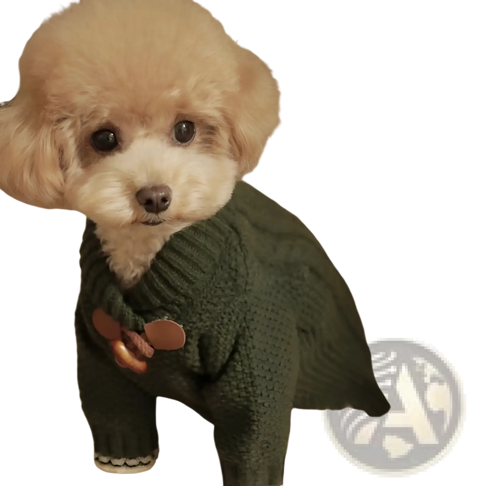 A fluffy cream-colored poodle wearing a dark green knitted dog sweater with brown button details for winter apparel