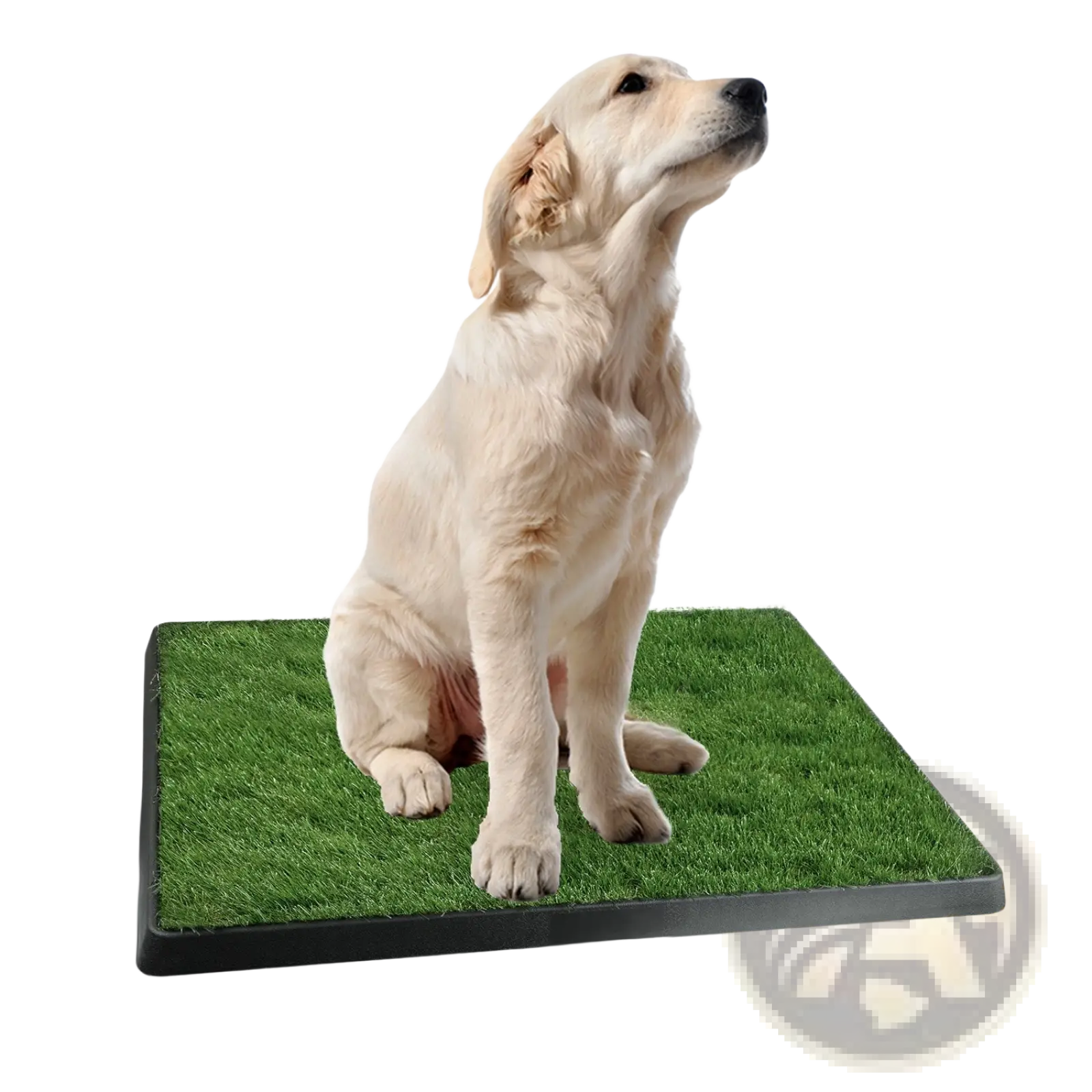 A golden retriever puppy sitting on a dog potty training artificial grass mat tray with a black plastic base