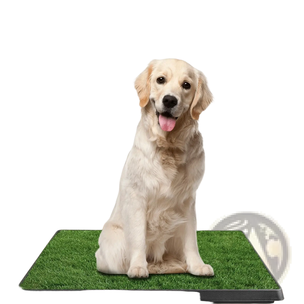 A golden retriever sits on a cream cream-colored dog potty training artificial grass mat tray with green surface