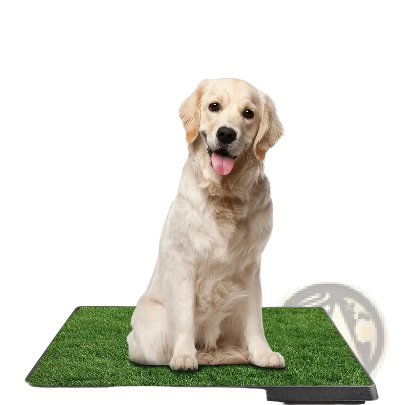 A golden retriever sits on a cream cream-colored dog potty training artificial grass mat tray with green surface