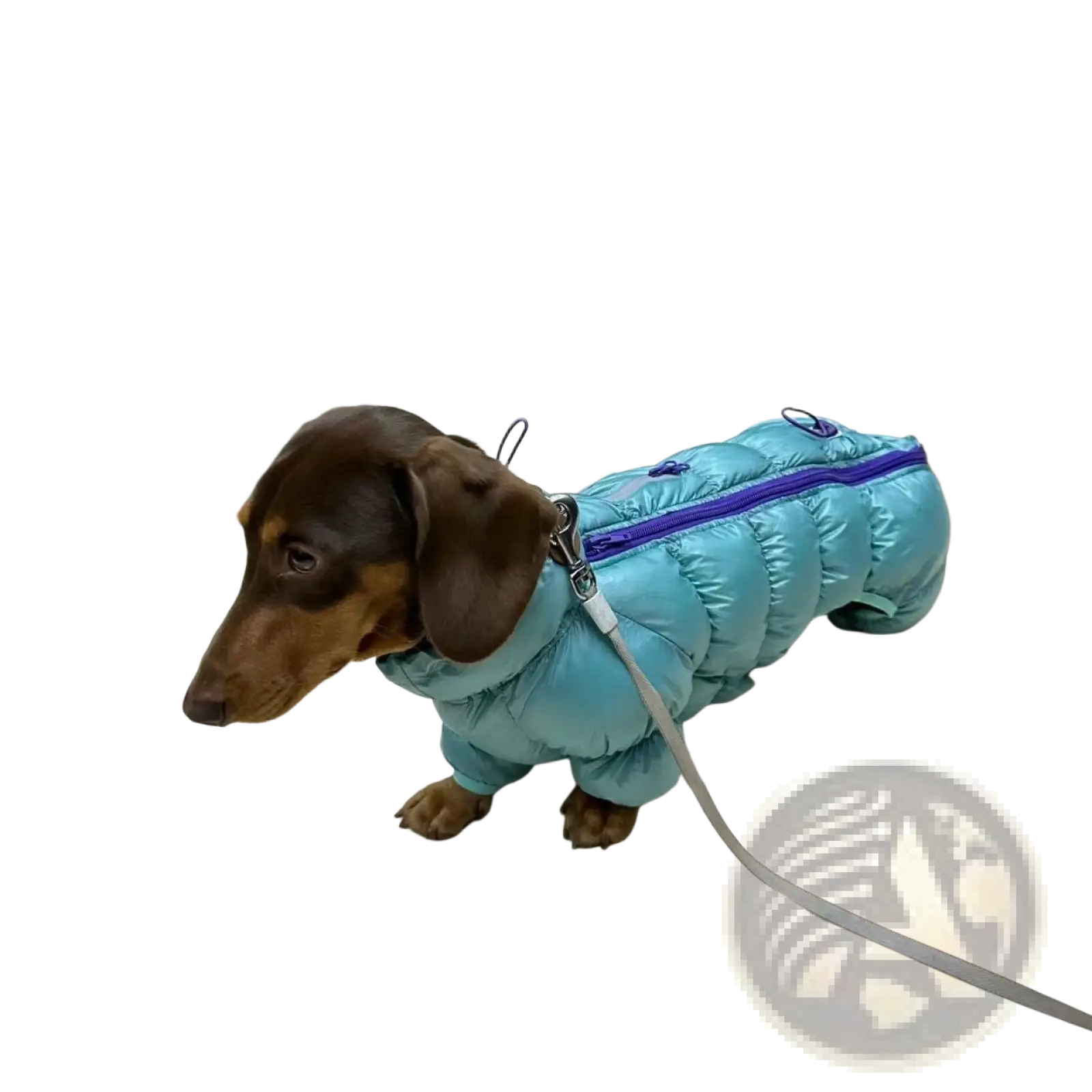 Light blue small dog puffer coat with purple zipper thermal cotton padded winter jacket seen from the back side