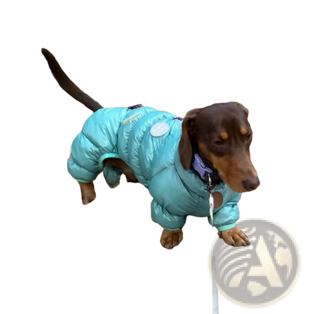 A dachshund wearing a teal thermal cotton padded dog puffer coat with a silver circular patch on the back side