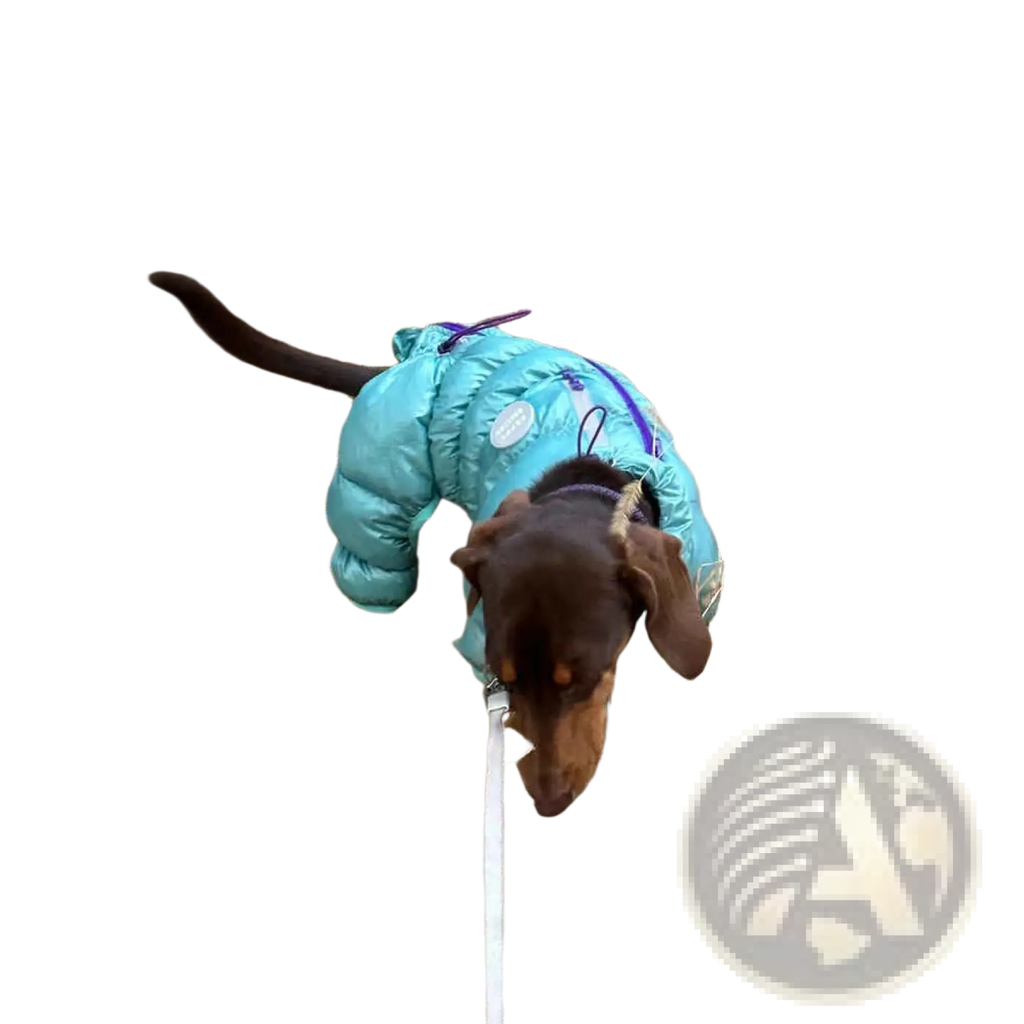 A brown dachshund wearing a teal thermal cotton padded dog puffer coat with purple trim and zipper details for winter use