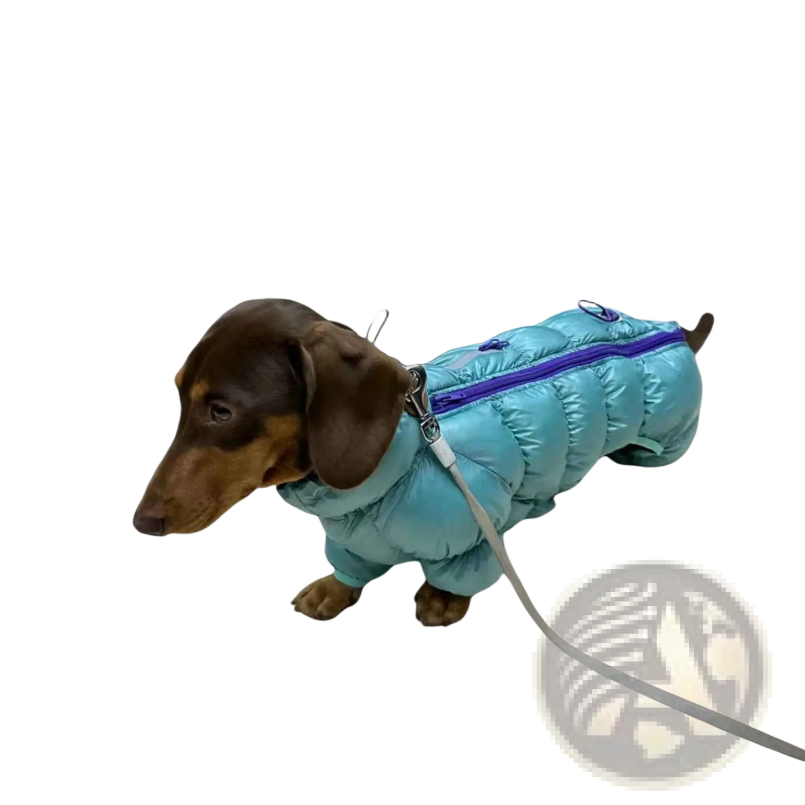 A light blue small dog puffer coat with purple zipper and silver hardware thermal cotton padded winter jacket