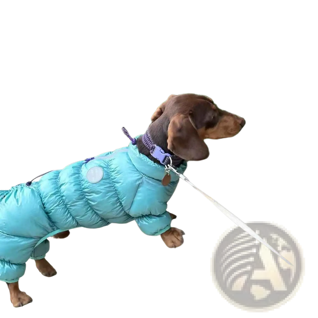 A dachshund wearing a teal thermal cotton padded dog puffer coat with quilted stitching and a circular silver patch on the back