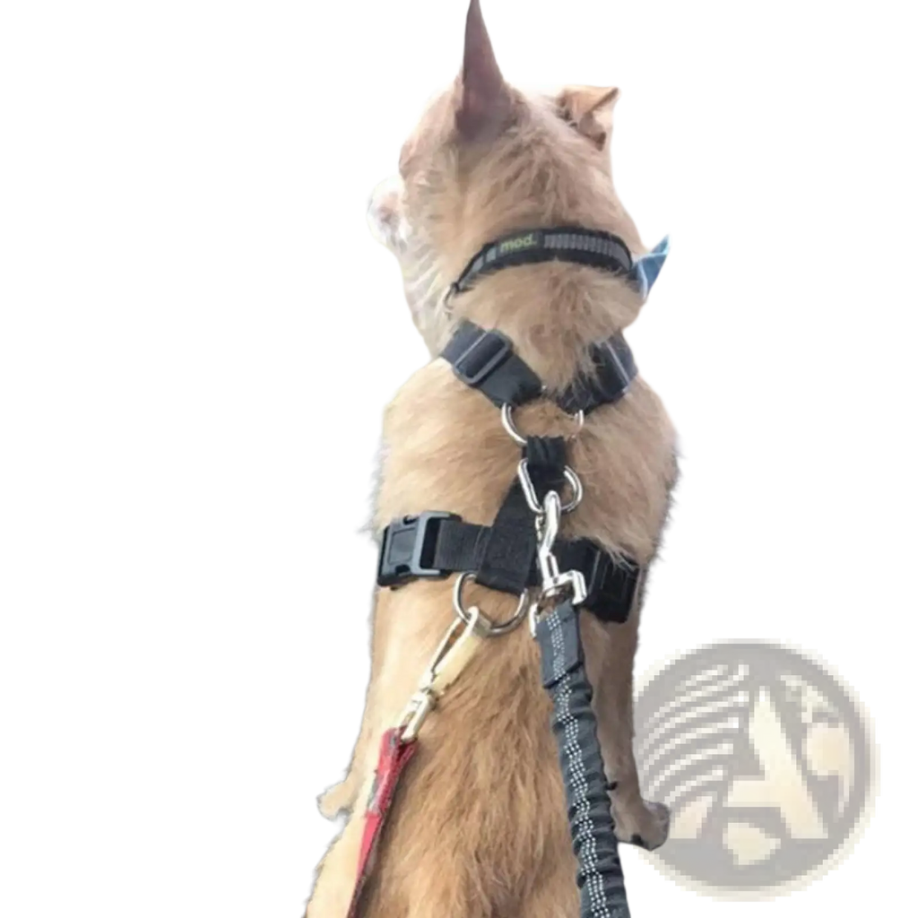 A tan fluffy dog wearing a black elastic reflective safety harness with silver hardware attached to a red leash
