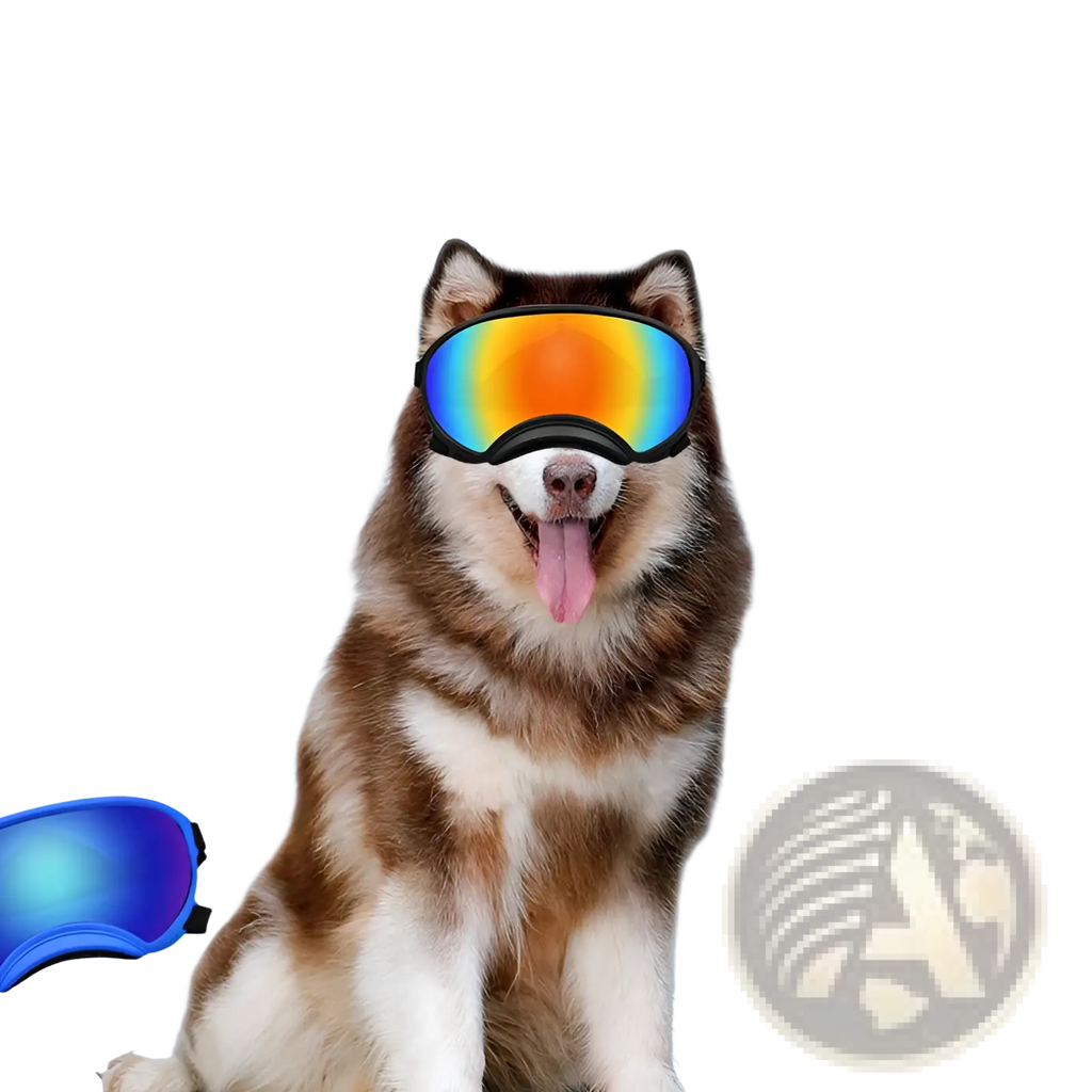 A fluffy brown and white dog wearing vibrant rainbow tinted windproof anti fog dog ski goggles with black frame