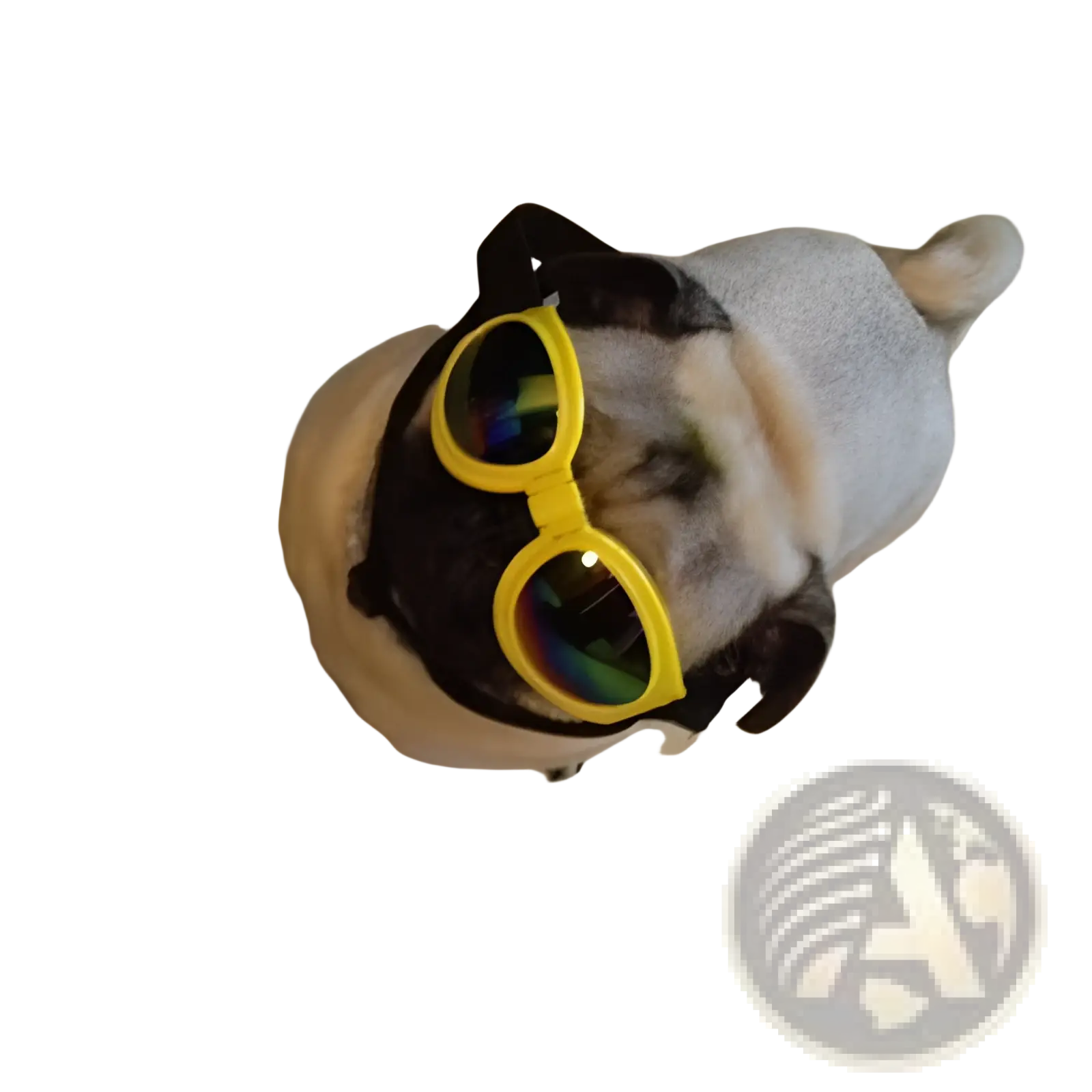 A pug wearing bright yellow foldable dog sunglasses with uv protection and reflective lenses for medium pets
