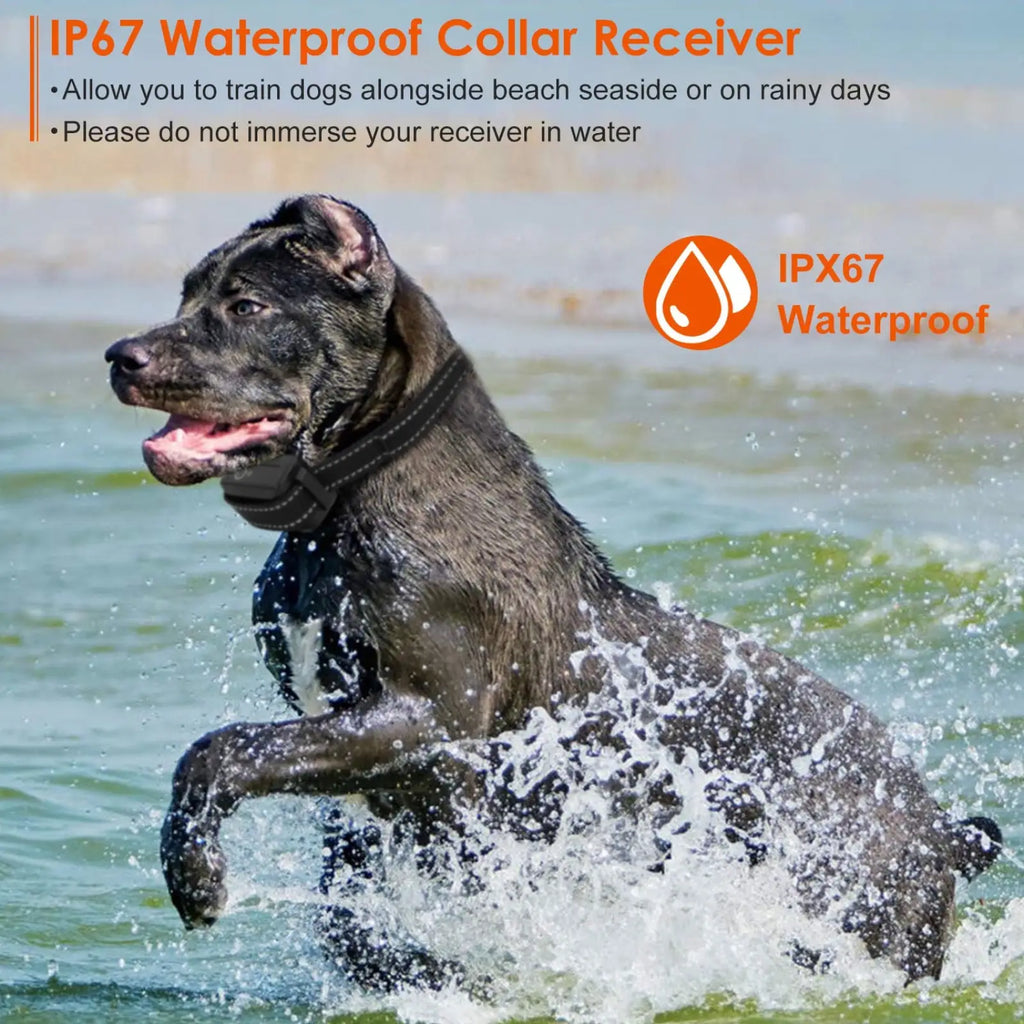 Black ip67 waterproof collar receiver worn by a dog in water for dog training collar 3280ft waterproof shock system