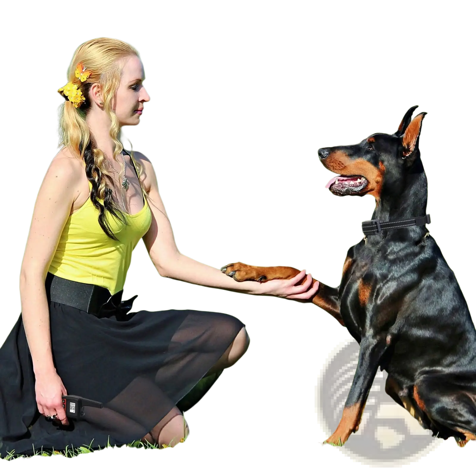 A sleek black and tan doberman pinscher wearing a simple collar featuring the dog training collar 3280ft waterproof shock system