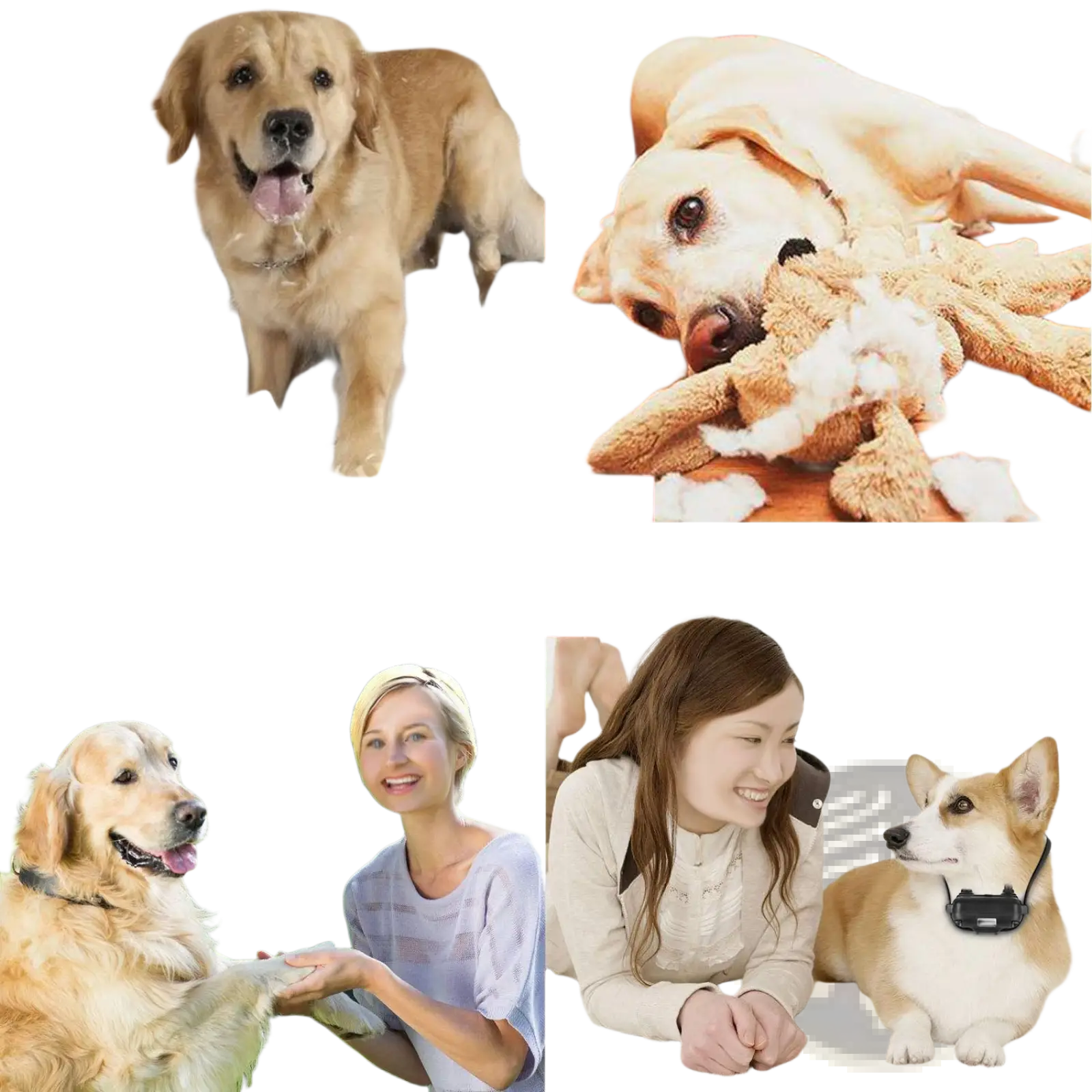 Golden retriever wearing a black waterproof dog training collar with remote leash standing next to a woman outdoors