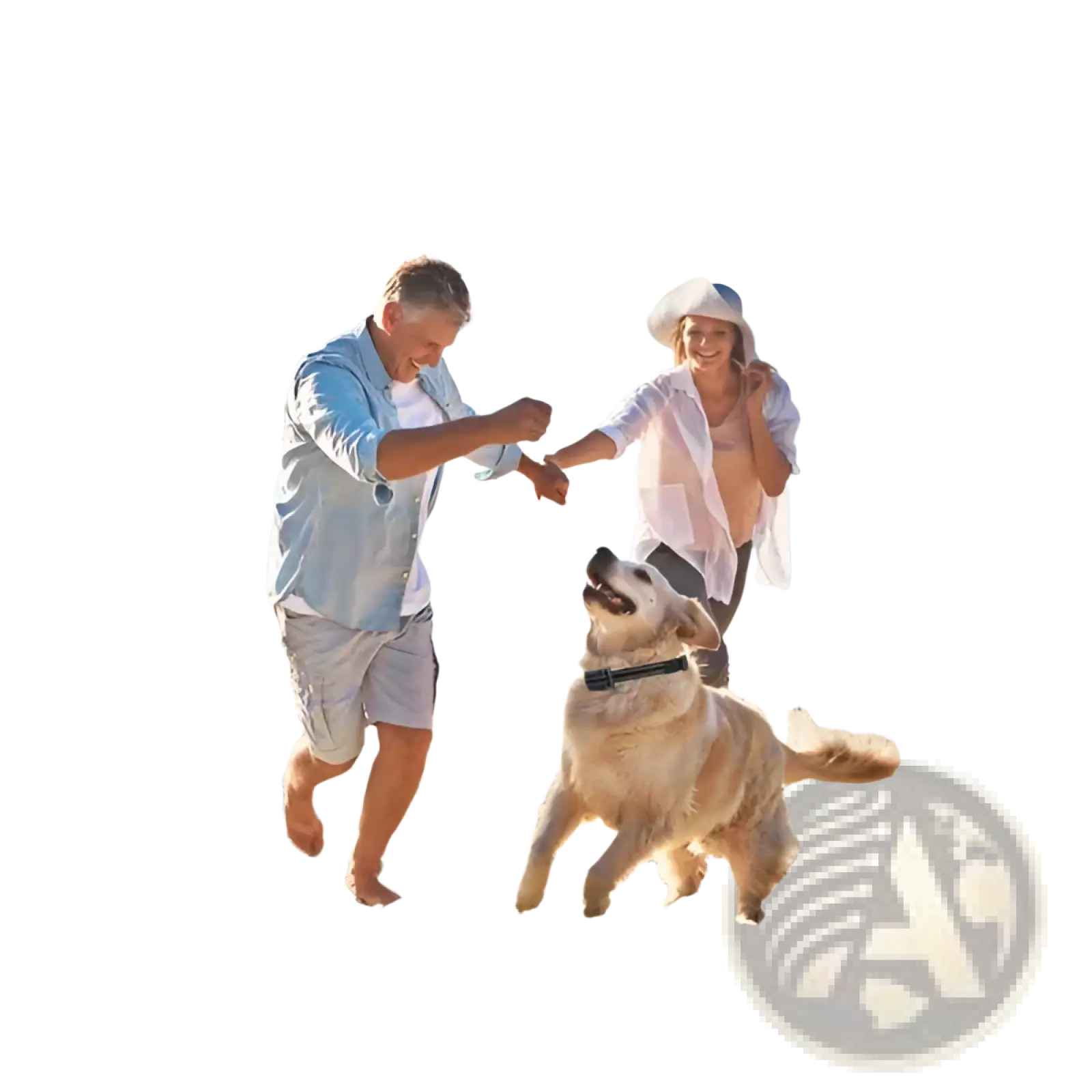 Golden retriever wearing a black waterproof dog training collar receiver with 3280ft range running on the beach