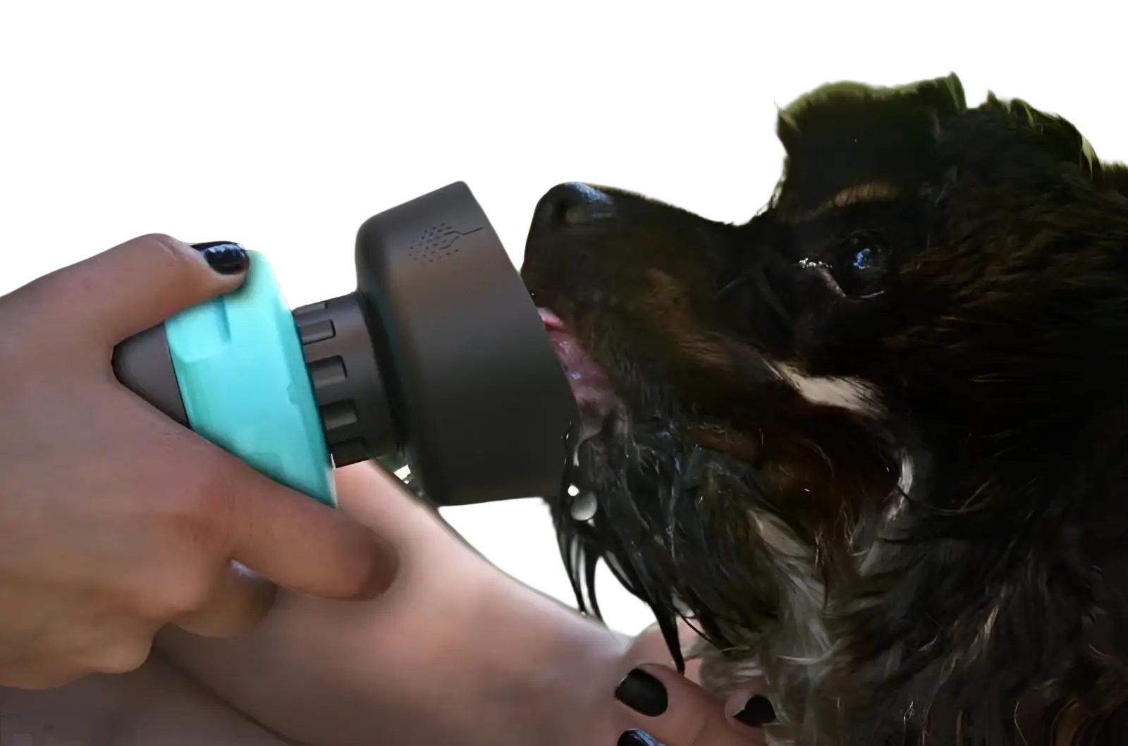 Teal and black handheld pet shower nozzle with textured grip for dog water bottle foldable travel dispenser bowl