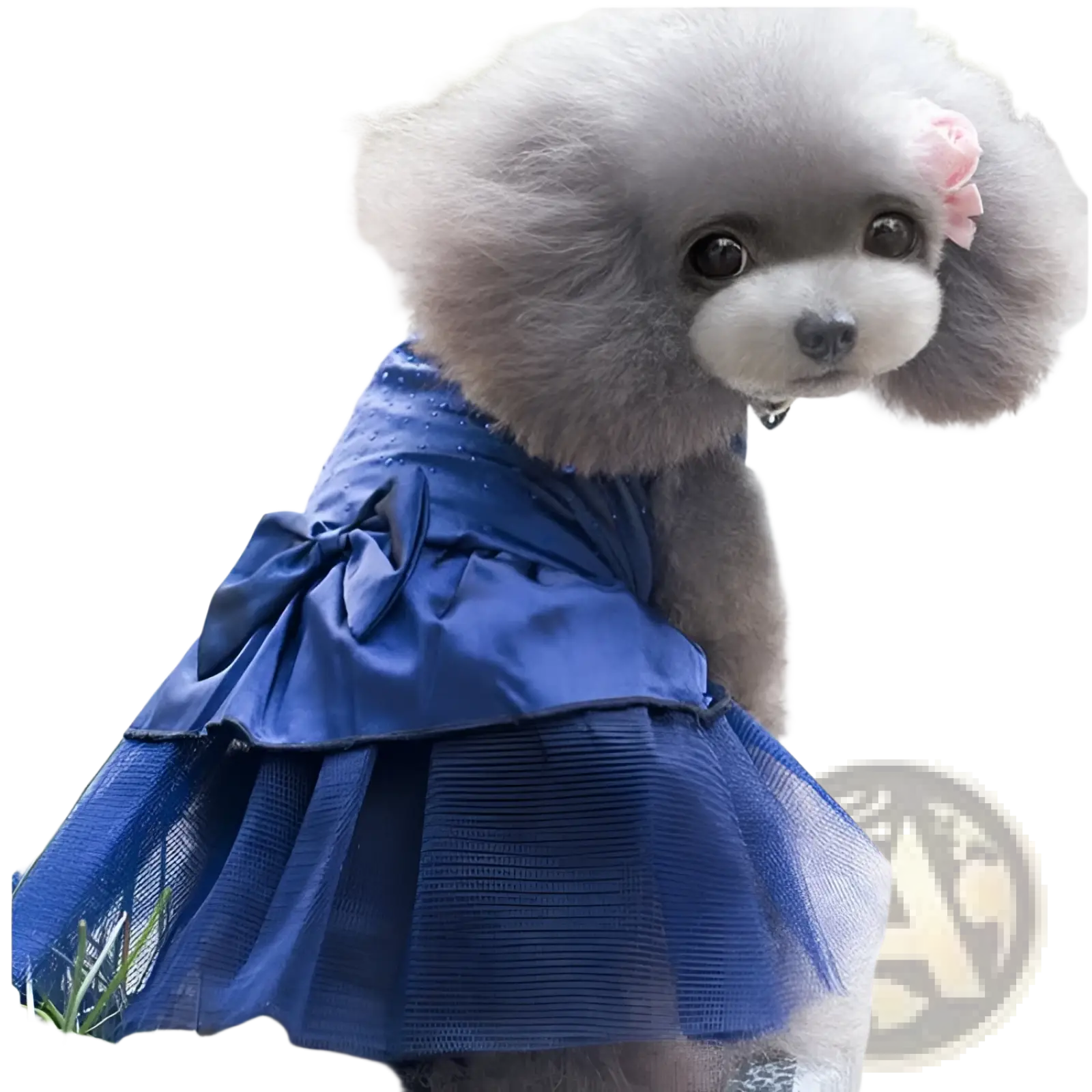 A fluffy gray poodle wearing a royal blue rhinestone tulle dog wedding dress with satin bodice and pink flower accessory