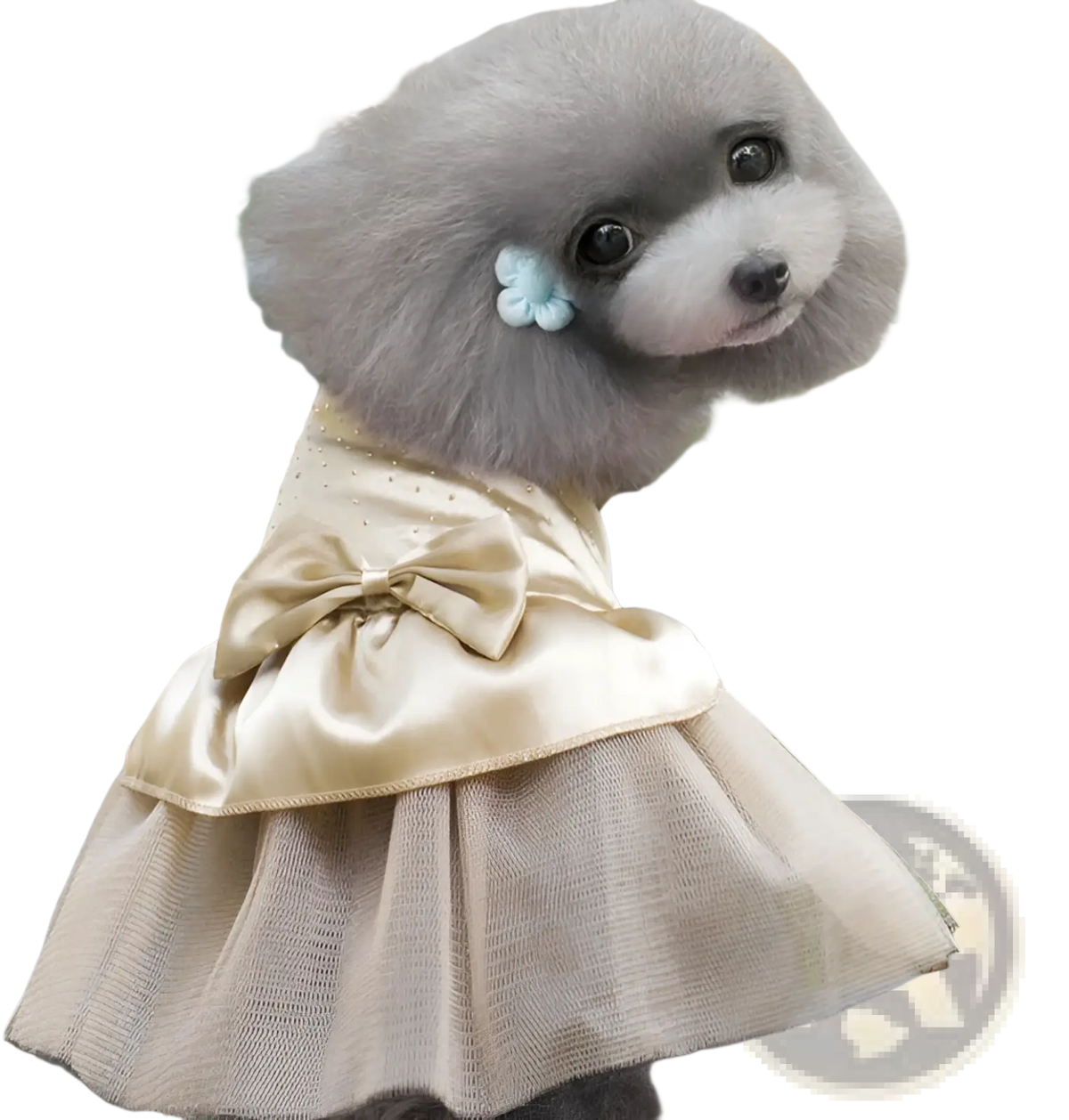 A fluffy gray poodle wearing a gold satin rhinestone tulle dog wedding dress with bow and light blue flower clip