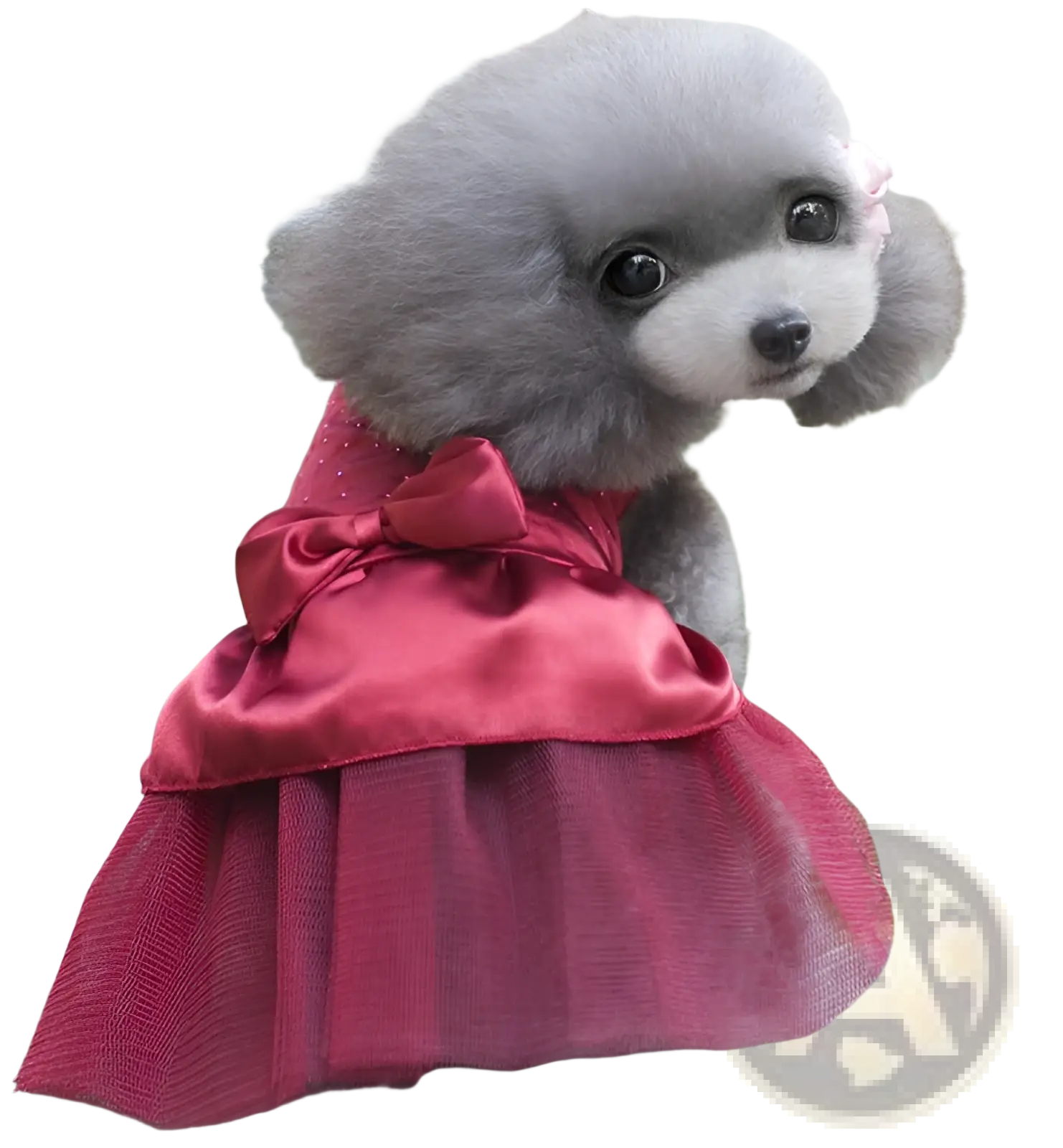 A fluffy gray poodle wearing a red satin and tulle dog wedding dress with rhinestone and matching bow pet apparel